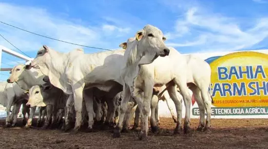 BAHIA FARM SHOW – Evento será palco de leilão de gado com padrão genético de alta qualidade